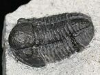 Large Gerastos Trilobite Fossil #19662-1